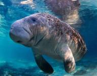 Los biólogos marinos han atribuido el aumento de las muertes a la pérdida de alimentos en las aguas de Florida.