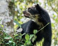 Un oso de anteojos en su hábitat.