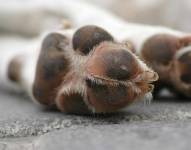 Imagen referencial de un perrito.