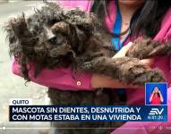 Chiqui en el momento que fue rescatada por los técnicos de la UBA.