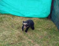 Osezno de anteojos rescatado en Cayambe.