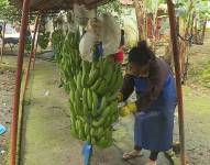 Una mujer trabajando en una hacienda exportadora de banano.