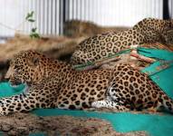 La mujer sufrió heridas de gravedad tras el ataque de un leopardo.