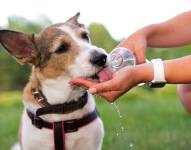Perro tomando agua