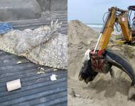 Un cocodrilo que permanecía amarrado, con lesiones visibles, fue rescatado este viernes 8 de agosto en Guayaquil. Este mismo día, en la vía Playas–Data, un ballenato jorobado fue hallado muerto.