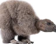 Pichona de Cóndor Andino busca nombre por medio de una votación .