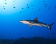 La caída en los niveles de oxígeno amenaza a algunas especies como el atún, el pez espada y los tiburones.