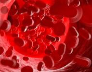 El glicocálix endotelial cubre internamente todas las arterias y venas del cuerpo. Desde las más grandes hasta los microcapilares (vasos sanguíneos) más diminutos.