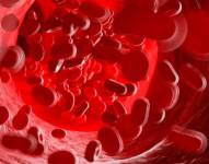 El glicocálix endotelial cubre internamente todas las arterias y venas del cuerpo. Desde las más grandes hasta los microcapilares (vasos sanguíneos) más diminutos.