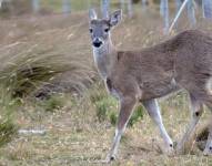 La acusación se da tras varios videos donde se veía la cacería de un venado de cola blanca.