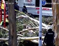 El suceso fatal ocurrió en el parque La Paz.