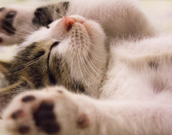 Gato pequeño durmiendo