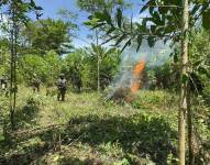 Las Fuerzas Armadas indicaron que la erradicación de este cultivo representa un duro golpe a las finanzas de los grupos delictivos.