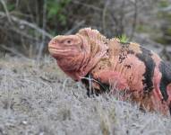 Así lo confirmó la Dirección del Parque Nacional Galápagos (PNG), que junto a Galapagos Conservancy, Island Conservation y Re:Wild.