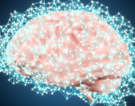 Imagen referencial de un cerebro activo