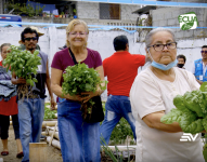 ¿Cómo hacer un huerto urbano? Te damos los pasos a seguir