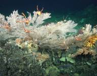 Los arrecifes presentan una rica diversidad de especies de corales pétreos.