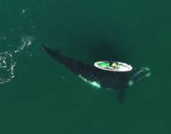 El impresionante video de una ballena jugando con una mujer que rema en el sur de Argentina