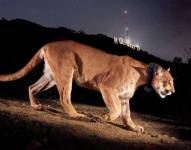 El triste final de P-22, el famoso puma que se paseó durante años por las colinas de Hollywood