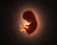 La gastrulación es considerada la caja negra del desarrollo humano porque no se ha podido estudiar en embriones.