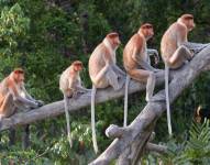 Los monos tienen cola, a diferencia de los humanos y grandes simios.
