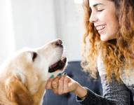 Con algunas medidas básicas, es posible reducir significativamente el riesgo de contraer una enfermedad por el contacto con las mascotas.