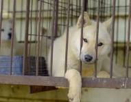 Corea del Sur: El dilema de sobre qué hacer con medio millón de perros tras prohibir el consumo de su carne