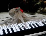 Takoyaki, el pulpo que aprendió a tocar el piano.