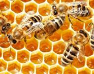 ¿Por qué las abejas abanican la miel con sus alas?