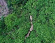 Los científicos señalan que no pueden determinar hacia donde se dirige la manada de elefantes.