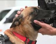 Imagen de un perro antidroga siendo mimado por su guía policial.