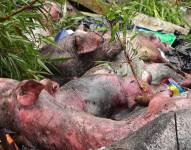 Los cerdos muertos fueron abandonados en una quebrada en Paute, con el riesgo de que se contamine el agua.