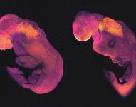 Foto referencial de embriones.
