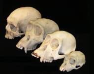 Representación de craneo