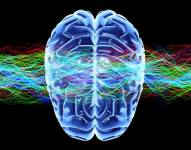 ¿En qué espectro de androginia cae tu cerebro?. Foto: GETTY IMAGES