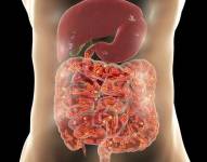 Nuestro cuerpo alberga infinidad de microorganismos que contribuyen a infinidad de procesos e interacciones biológicas.