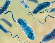 Vibrio Vulnificus