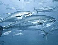 El atún puede contaminarse con mercurio por su dieta y la presencia del metal en el océano.