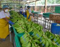 La Federación Nacional de Productores de Banano del Ecuador no está de acuerdo con el valor