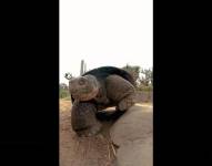 Gramma, la tortuga que vivió más de un siglo en San Diego, fallece a los 141 años.