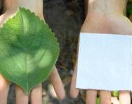 Hoja del árbol Boldo y papel higiénico