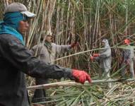 Los cañicultores de Guayas y Cañar no pueden cosechar por las lluvias que impide el ingreso de la maquinaria a los terrenos