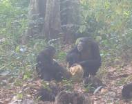 Chimpancés compartiendo fruta con alcohol