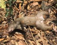 Foto de una ardilla muerta tras fumigación en Lomas de Urdesa, norte de Guayaquil.