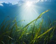 Qué efectos tiene en el planeta el calentamiento de los océanos (más allá de la muerte de la flora y fauna marinas)