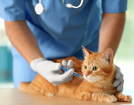 Imagen referencial de un gato en el veterinario.