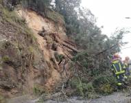 Los casacas rojas ayudaron a limpiar la zona donde cayó el árbol.