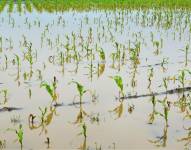 Imagen referencial: 80.000 hectáreas de cultivos se perderían por las inundaciones del fenómeno de El Niño en Ecuador.