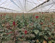Ecuador mejora la producción de rosas para exportación.