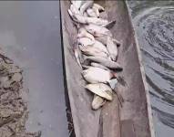 Imagen de peces fallecidos en río de Sucumbíos.